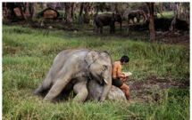 elephant and reader