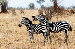 Zebra on right has something to say.